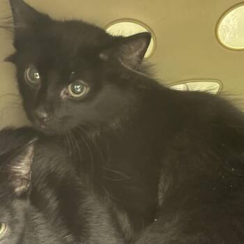 Dot -  Domestic Short Hair Cat for Adoption in West Palm Beach, Florida - Dot | PetCurious