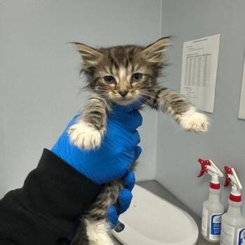 Sue -  Domestic Medium Hair Cat for Adoption in Indianapolis, Indiana - Sue | PetCurious