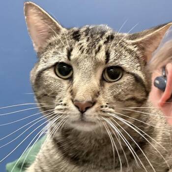 Domestic Short Hair Cats Available for Adoption in Columbus, Indiana - Pumpernickel | PetCurious