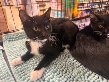 Truman -  Domestic Short Hair Cat for Adoption in Warrenville, South Carolina - Truman | PetCurious