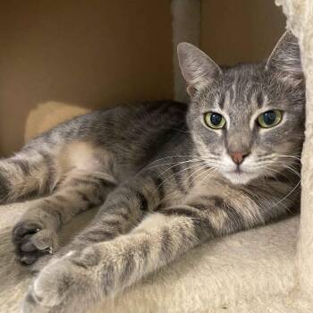 Lori -  Domestic Short Hair Cat for Adoption in Beaumont, Texas - Lori | PetCurious