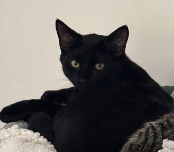 Arlan -  Domestic Short Hair Cat for Adoption in Walled Lake, Michigan - Arlan | PetCurious