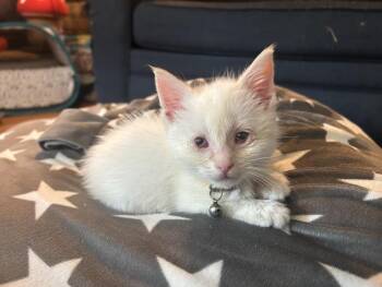 BRIDGET -  Domestic Short Hair Cat for Adoption in Hagerstown, Maryland - BRIDGET | PetCurious