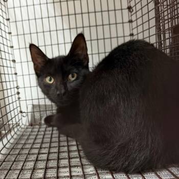 Kai (Phantom) -  Domestic Short Hair Cat for Adoption in Edinburg, Texas - Kai (Phantom) | PetCurious