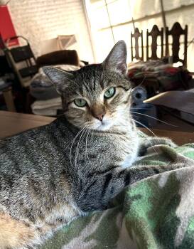 Pappy -  Tabby Cat for Adoption in Mesquite, Texas - Pappy | PetCurious