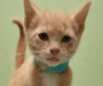 Arlo -  Domestic Short Hair Cat for Adoption - Arlo | PetCurious
