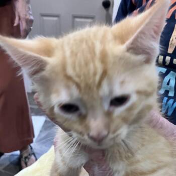 Crush- Chow Hound Northland -  Domestic Short Hair Cat for Adoption in Grand Rapids, Michigan - Crush- Chow Hound Northland | PetCurious