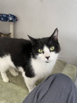 Rescue Domestic Short Hair Cats for Adoption in Oakland, New Jersey - Rose & Blanche | PetCurious