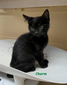 Domestic Short Hair Cats Available for Adoption in Cedar Rapids, Iowa - Charm | PetCurious
