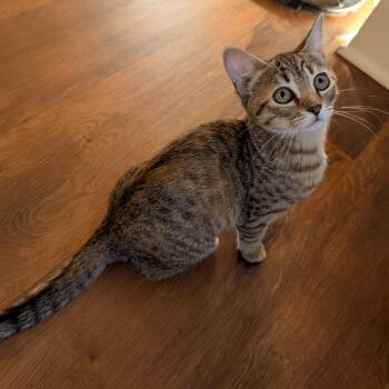 Snorlax -  Domestic Short Hair Cat for Adoption in Richmond, Virginia - Snorlax | PetCurious