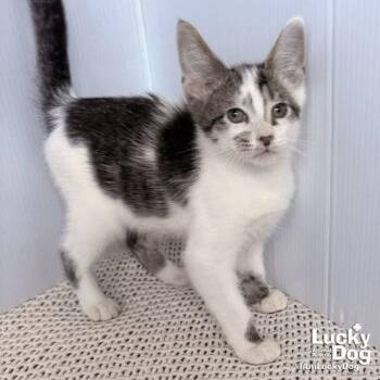 Domestic Short Hair Cats Available for Adoption in Washington, District Of Columbia - Nigel | PetCurious