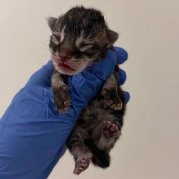 Peanut Butter -  Domestic Short Hair Cat for Adoption in Philadelphia, Pennsylvania - Peanut Butter | PetCurious