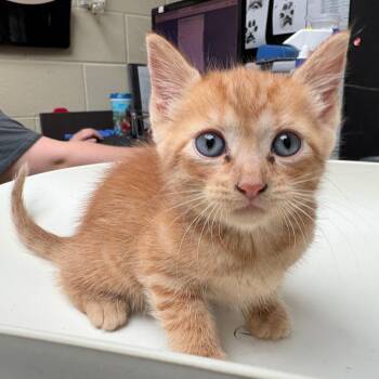 Tropicana -  Domestic Short Hair Cat for Adoption in Columbus, Georgia - Tropicana | PetCurious
