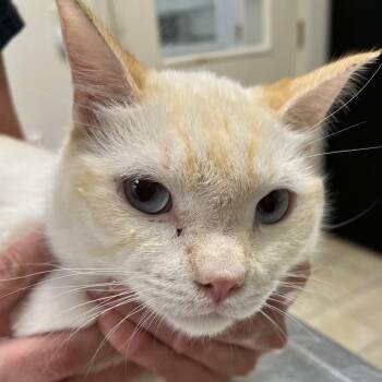#59 -  Siamese Cat for Adoption in Pekin, Illinois - #59 | PetCurious