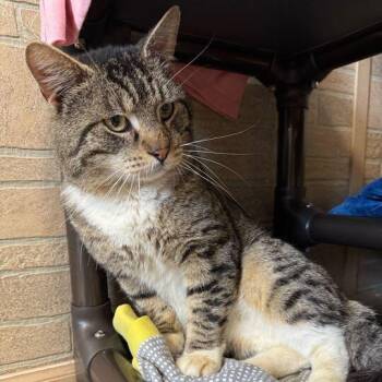 Domestic Short Hair Cats Available for Adoption in Davenport, Iowa - Justin H | PetCurious