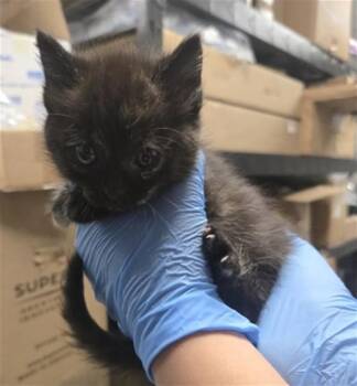 Domestic Medium Hair Cats Available for Adoption in San Bernardino, California - FERN | PetCurious