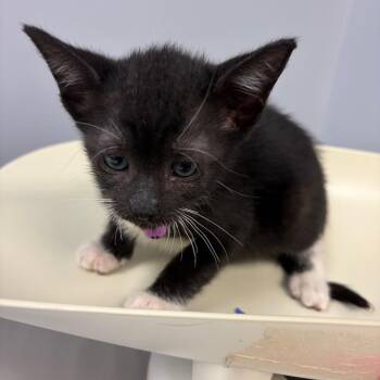 Taffy -  Domestic Short Hair Cat for Adoption in Columbus, Georgia - Taffy | PetCurious