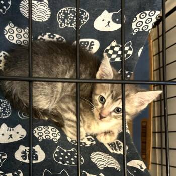 Rocket -  Domestic Short Hair Cat for Adoption in Los Angeles, California - Rocket | PetCurious