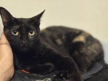 Rescue Tortoiseshell and Domestic Short Hair Cats for Adoption in Liverpool, Texas - Thumbelina | PetCurious