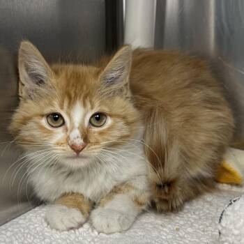 Creamsicle -  Domestic Medium Hair Cat for Adoption in Palm Springs, California - Creamsicle | PetCurious