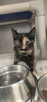 Pocus -  Domestic Short Hair Cat for Adoption in Orange, Virginia - Pocus | PetCurious