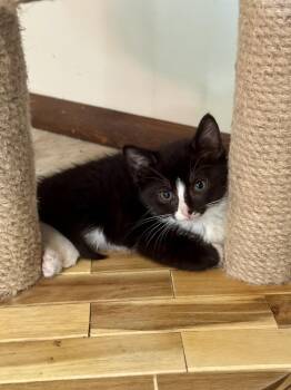 Penrose -  Domestic Short Hair Cat for Adoption in Seven Valleys, Pennsylvania - Penrose | PetCurious