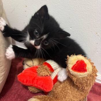 Gio -  Domestic Short Hair Cat for Adoption - Gio | PetCurious
