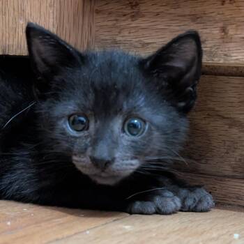 Ribs -  Domestic Short Hair Cat for Adoption in Ottawa, Kansas - Ribs | PetCurious