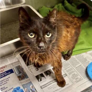 Dolph -  Domestic Short Hair Cat for Adoption in Houston, Texas - Dolph | PetCurious