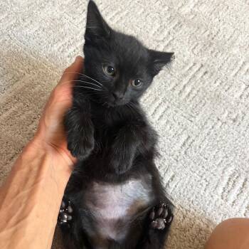 Koe Anderson -  Domestic Short Hair Cat for Adoption in Eagle Mountain, Utah - Koe Anderson | PetCurious