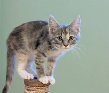 GISELE -  Domestic Short Hair Cat for Adoption in Sacramento, California - GISELE | PetCurious