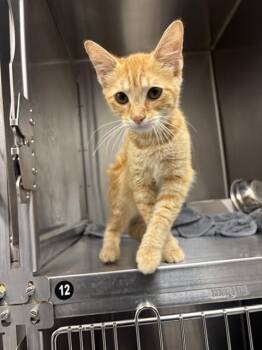 TANGY -  Domestic Short Hair Cat for Adoption in Indianapolis, Indiana - TANGY | PetCurious