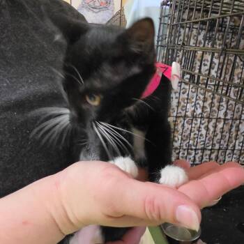 Wilkinson -  American Shorthair Cat for Adoption in Melrose, Florida - Wilkinson | PetCurious