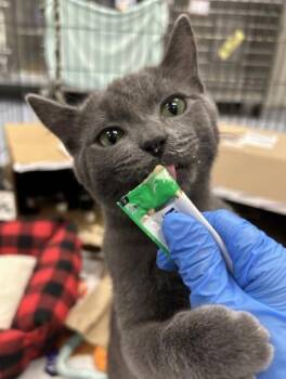 Enoki -  Domestic Short Hair Cat for Adoption in Roseville, California - Enoki | PetCurious