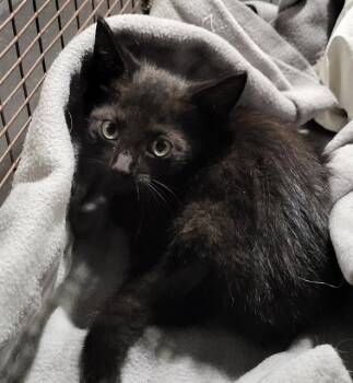 Domestic Short Hair Cats Available for Adoption in San Antonio, Texas - FALCON | PetCurious