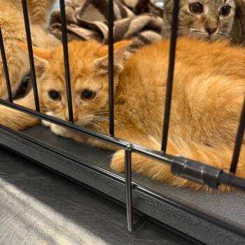 Jora -  Domestic Short Hair Cat for Adoption in Greensboro, North Carolina - Jora | PetCurious