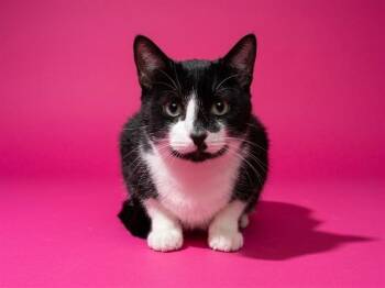 FLYNN RIDER -  Domestic Medium Hair Cat for Adoption in Jacksonville, Florida - FLYNN RIDER | PetCurious