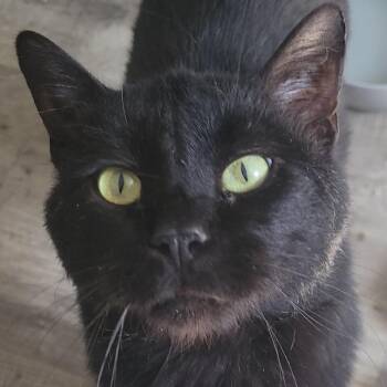 Domestic Short Hair Cats Available for Adoption in Rochester, Minnesota - Terrance | PetCurious