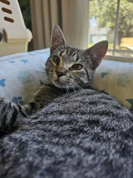 Bobbi -  Domestic Short Hair Cat for Adoption in Bossier City, Louisiana - Bobbi | PetCurious