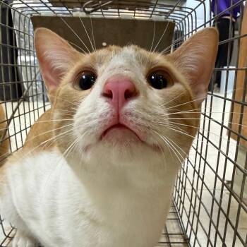 Juice -  Domestic Short Hair Cat for Adoption in Jacksonville, Arkansas - Juice | PetCurious