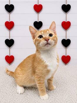 Woody -  Domestic Short Hair Cat for Adoption in Corpus Christi, Texas - Woody | PetCurious
