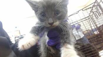 CHASE -  Domestic Medium Hair Cat for Adoption in Doral, Florida - CHASE | PetCurious