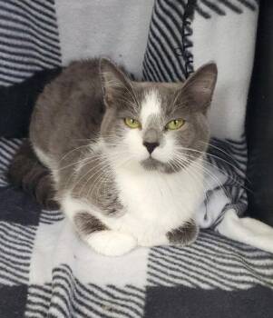 7111 (Diamond) -  Domestic Short Hair Cat for Adoption in Lake City, Michigan - 7111 (Diamond) | PetCurious