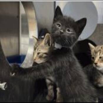 Rolo -  Domestic Short Hair Cat for Adoption in Pleasant Hill, California - Rolo | PetCurious