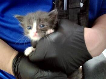 A1048802 -  Domestic Short Hair Cat for Adoption in Martinez, California - A1048802 | PetCurious