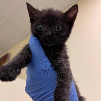 Domestic Short Hair Cats Available for Adoption in Roanoke, Virginia - Hoshi | PetCurious