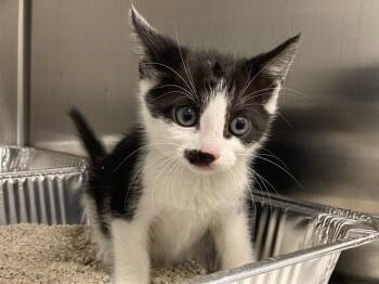 MONTY -  Domestic Short Hair Cat for Adoption in Tustin, California - MONTY | PetCurious