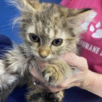 Autumn -  Domestic Long Hair Cat for Adoption in Summerlee, West Virginia - Autumn | PetCurious