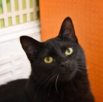 Rescue Domestic Short Hair Cats for Adoption in Dallas, Texas - Simone | PetCurious