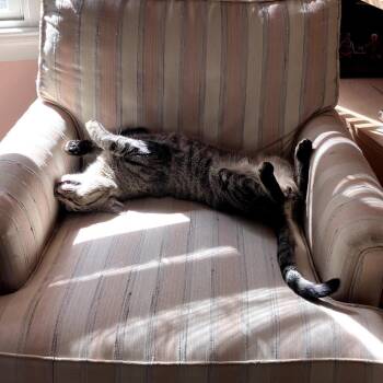 Taz -  Domestic Short Hair Cat for Adoption in Durham, North Carolina - Taz | PetCurious